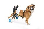 Small Disabled Dog in Wheelchair